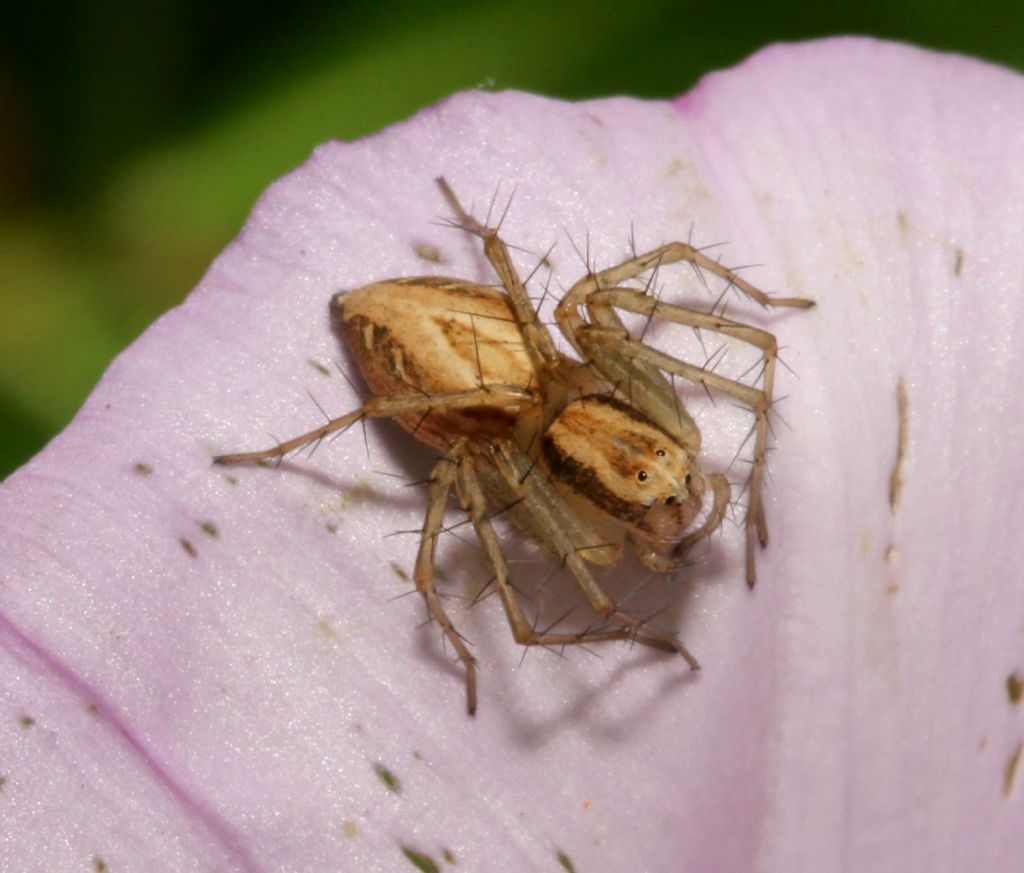 Oxyopes ?